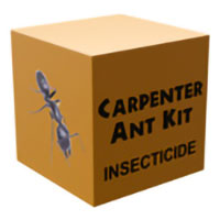Carpenter Ant Kit