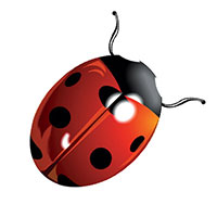 Cluster Flies & Ladybugs
