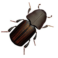 Wood Beetles