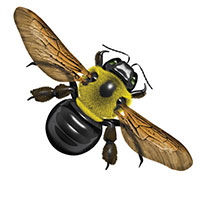 Carpenter Bees