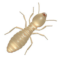 Other Log Home Bugs