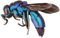 Cukoo Wasp