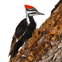 Woodpeckers