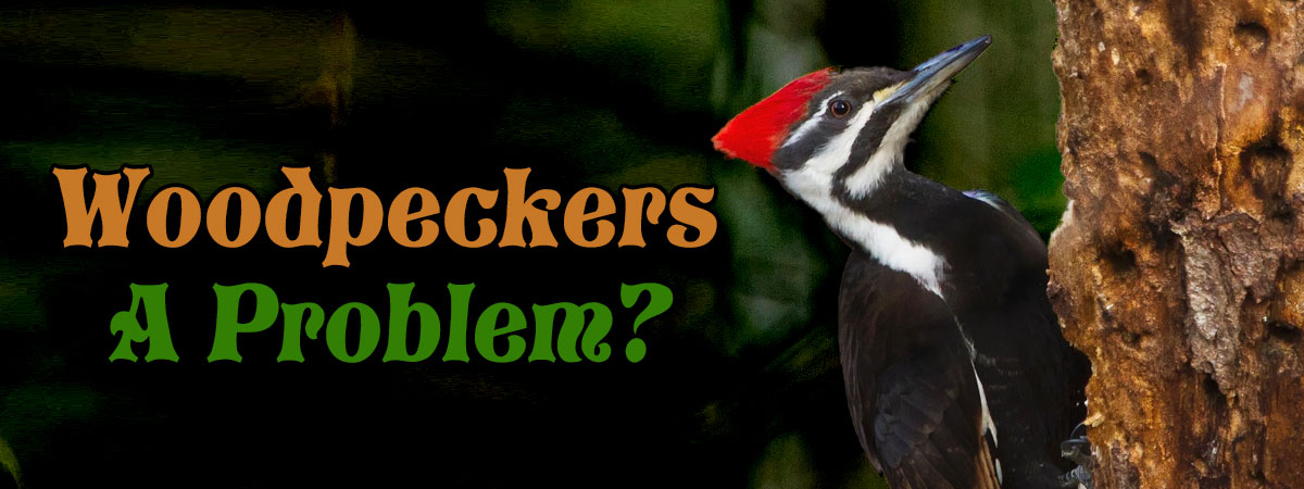 woodpecker near log home