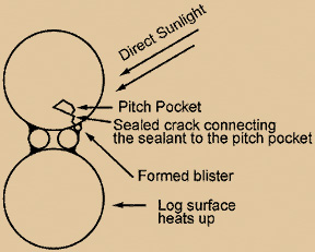 Blister from Pitch Pocket