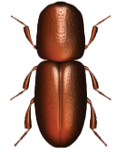 Ambrosia Beetle