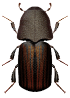 Bark Beetle