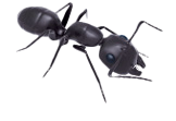 Carpenter Ant