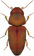 Powder Post Beetle