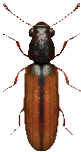 Powder Post Beetle Lyctidae