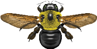 Carpenter Bee