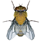 Winter Flies