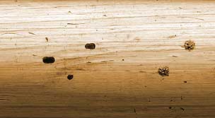 wasp and bee holes in logs